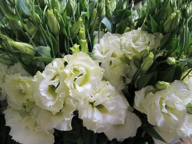 Lisianthus-5