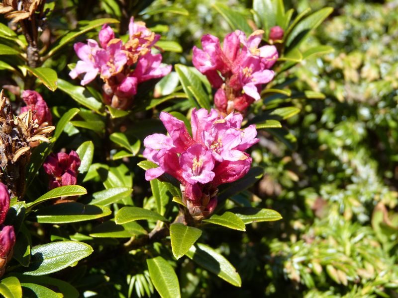 Rhododendron_02
