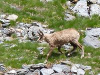 Chamois_06