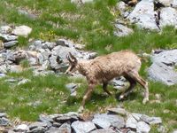 Chamois_06