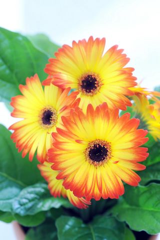 07_Gerbera.1