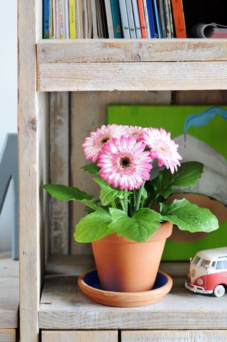 07_Gerbera.5