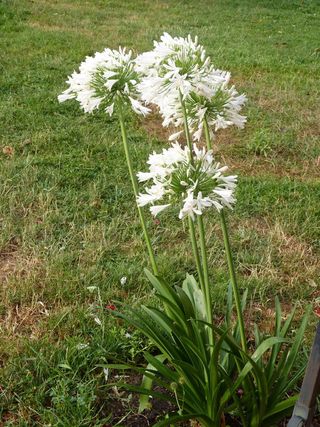 Grande fleur d'été, l'Agapanthe - Le pouvoir des fleurs