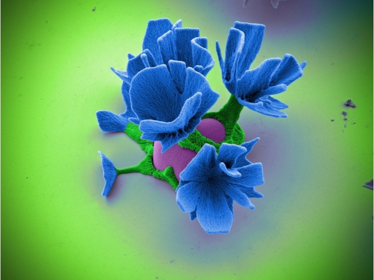 Fleurs2 image Wim Noorduin via scienceset avenir