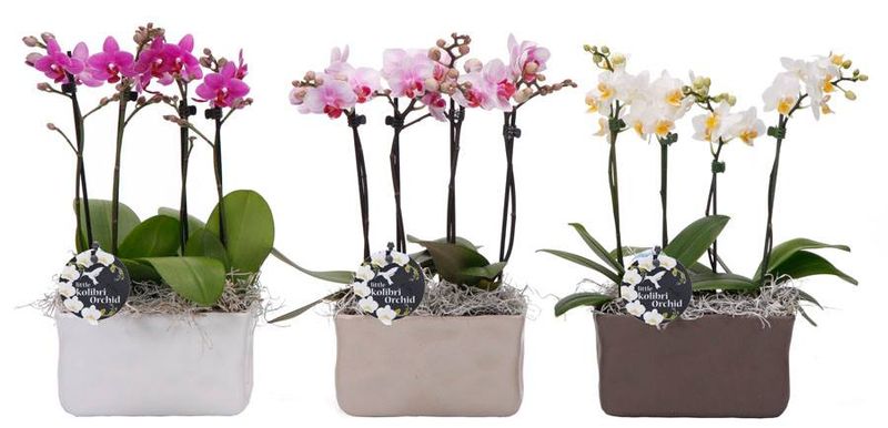 Phalaenopsis_09