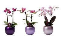 Phalaenopsis_10