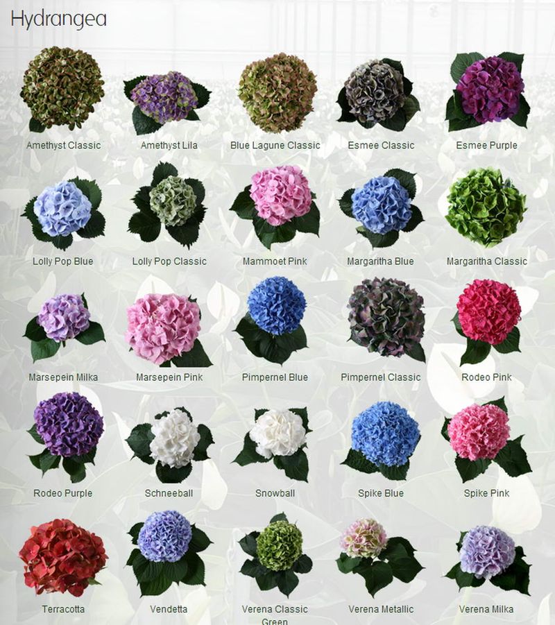 Hydrangeas