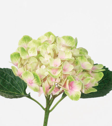 Hortensia-Bicolore-Rose-Vert