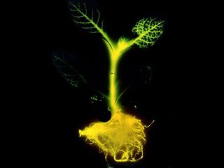 Plante-phosphorescente-qui-produisent-de-la-lumiere