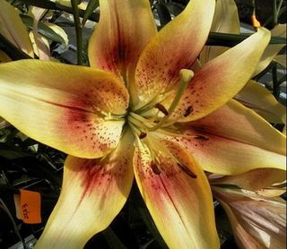 Lys-hybride-01 Lys-hybride-01