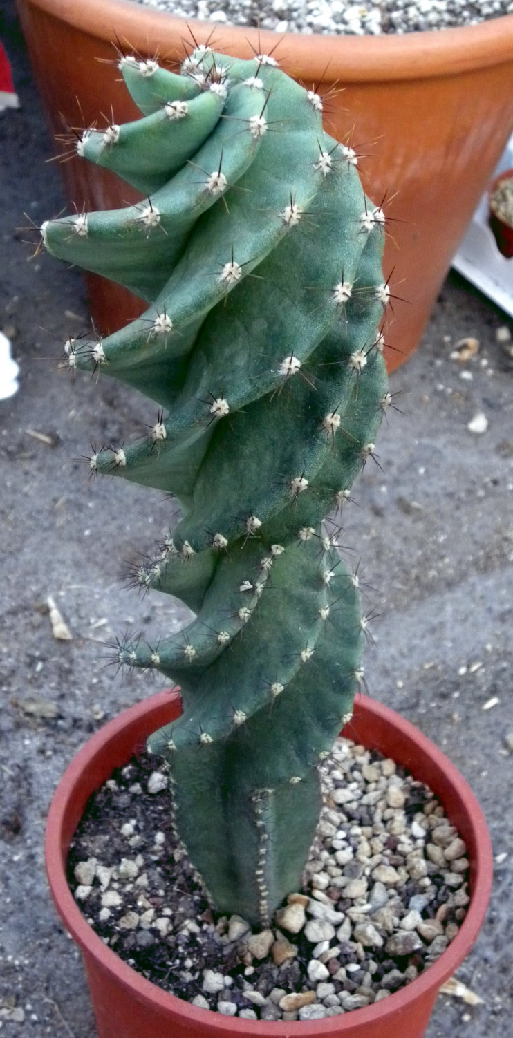 Cereus-forbesi-spiralis-00