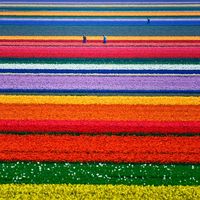 A-Champs de tulipes, Pays-Bas