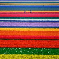 A-Champs de tulipes, Pays-Bas