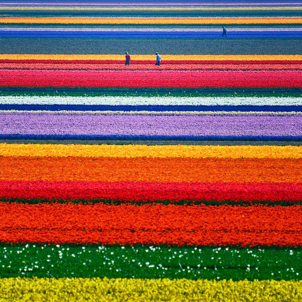 A-Champs de tulipes, Pays-Bas