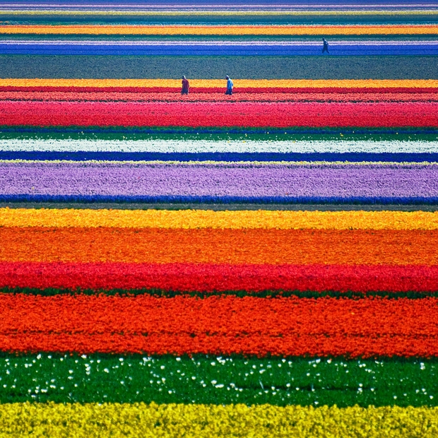 A-Champs de tulipes, Pays-Bas