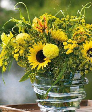 Fleurs d'été jaunes pour remplacer le soleil - Le pouvoir des fleurs
