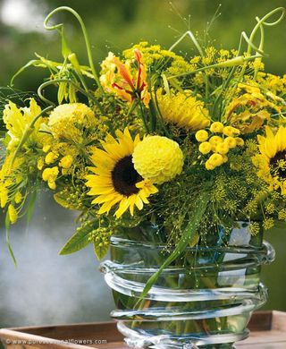 Fleurs Dété Jaunes Pour Remplacer Le Soleil Le Pouvoir