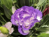 Lisianthus-1