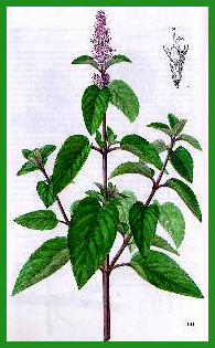 Menthe