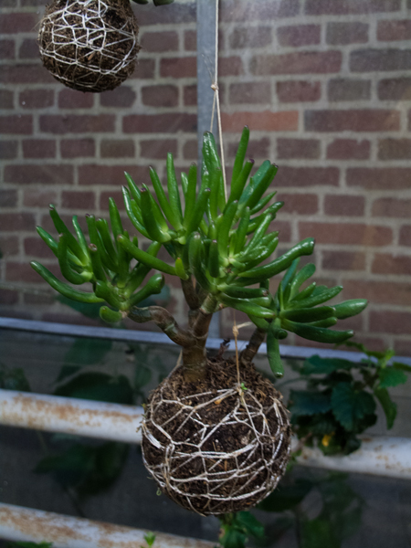 Kokedama_05