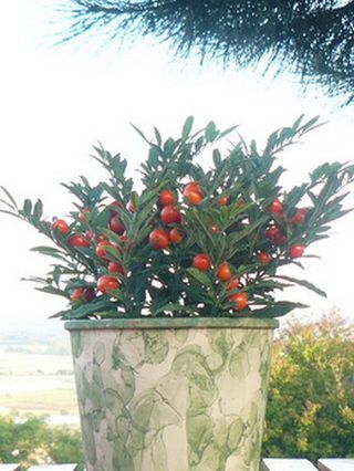 Le Solanum Ou Pommier D Amour Le Pouvoir Des Fleurs