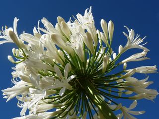 Grande fleur d'été, l'Agapanthe - Le pouvoir des fleurs