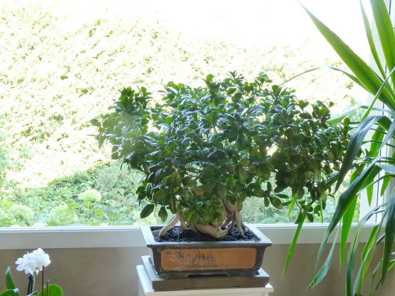 Ficus Ginseng