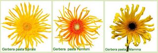 Gerbera_10