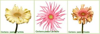 Gerbera_11