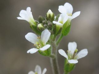 Fleurs-dArabidopsis-thaliana-Alberto-Salguero-Quiles
