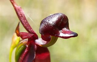 Orchidee Caleana major_02