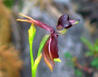 Orchidée Caleana major