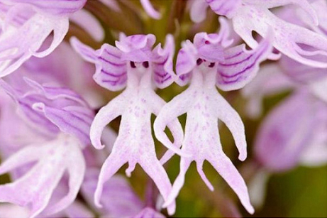 Orchidee italica