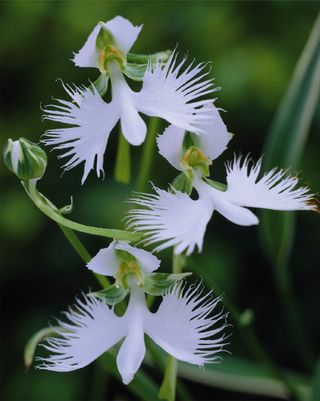 Orchidee habenaria radiata