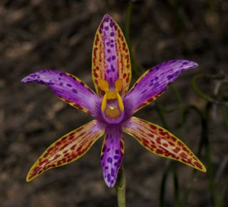 Orchidee Thelymitra pulcherrima