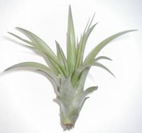 Tillandsia_03