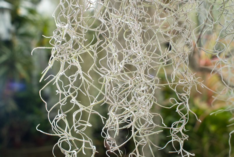 Tillandsia_02