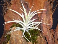 Tillandsia-01