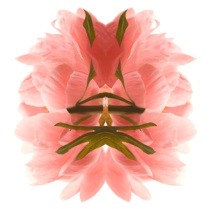 Miroir vegetal_pivoine