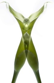 Miroir vegetal_calla