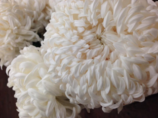 Chrysantheme_01