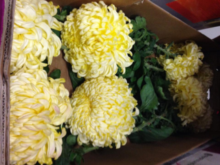 Chrysantheme_03