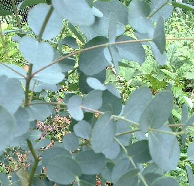 Eucalyptus-gunnii