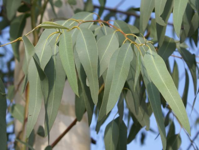 Eucalyptus-globulus