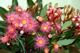 Eucalyptus en fleur