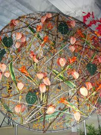 Floralies-1-2013_18