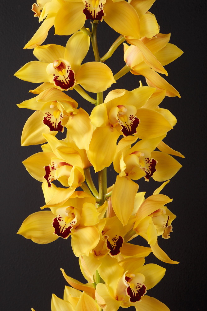 Orchidée-cymbidium_01
