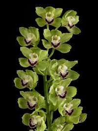 Orchidée-cymbidium_03