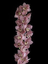 Orchidée-cymbidium_04