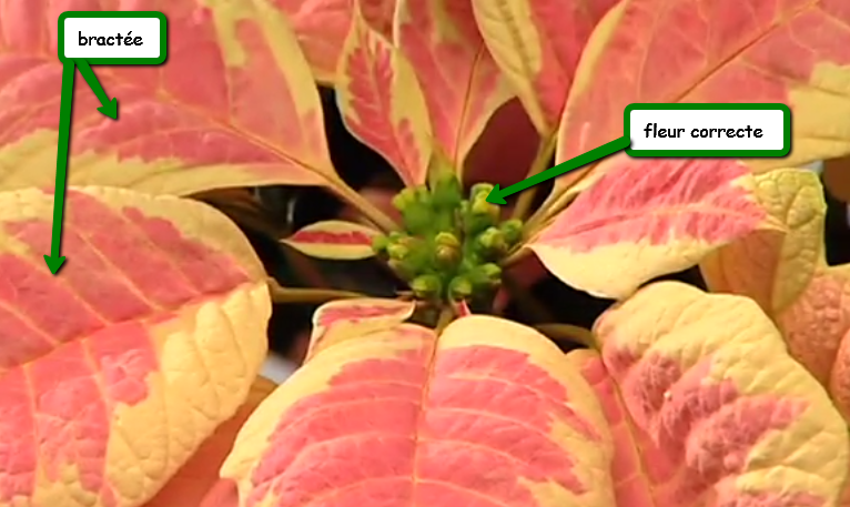 Poinsettia-detail